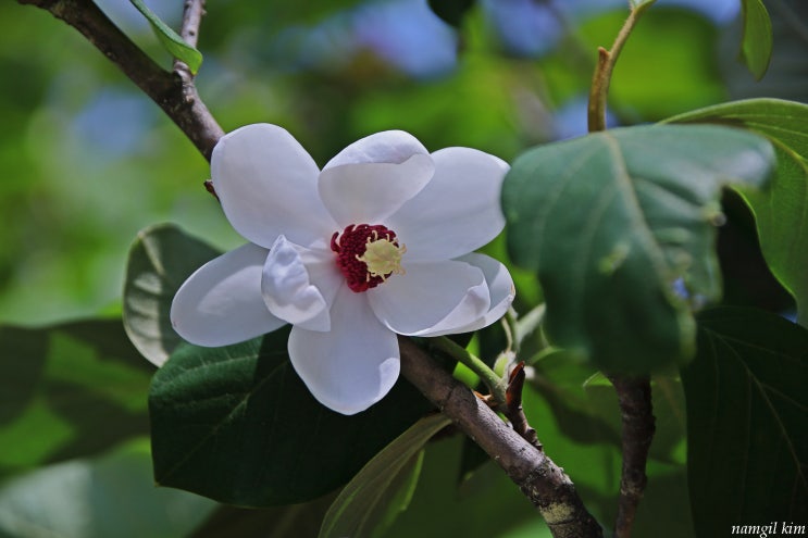 향기좋은 아름다운 꽃, 산목련(함박꽃)