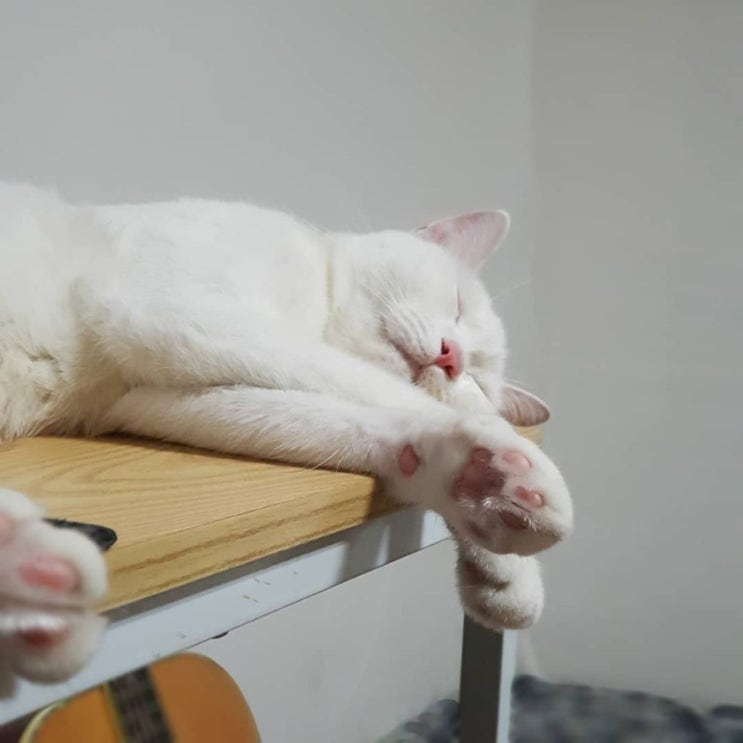  고양이의 오줌테러 등 배변실수에 대해서!
