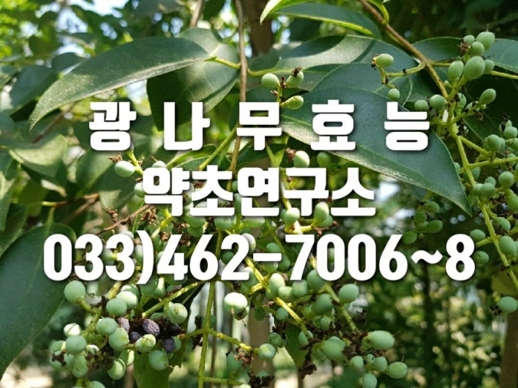  광나무효능