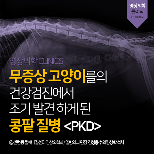  [영상의학과] 무증상 고양이의 건강검진에서 조기 발견하게 된 콩팥질병 <PKD> (부산 영상 잘 보는 동물병원)