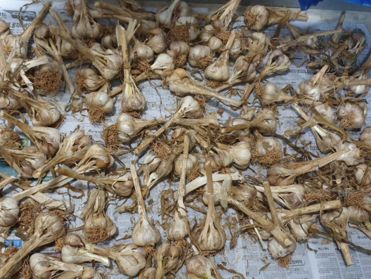  안 깐 마늘 보관법 깐 마늘 냉동 보관해요
