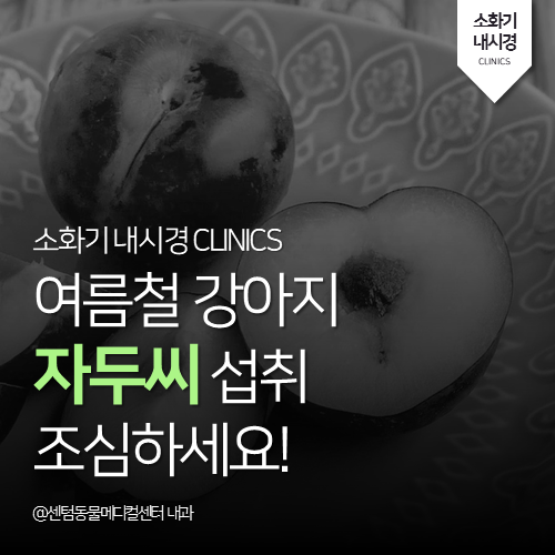  [내과] 여름철 강아지 자두씨 섭취 조심하세요 (부산 수영구 남구 연제구 식도 내시경 위내시경 전문 동물병원)