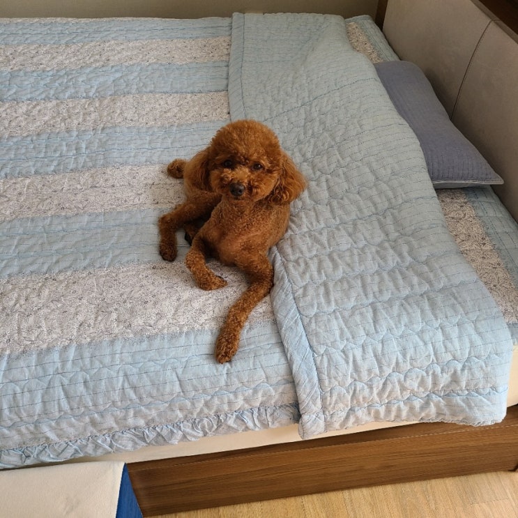  미용한 보리