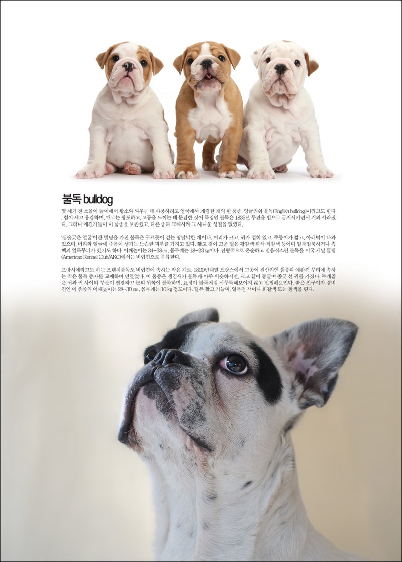 불독 bulldog [애완.반려동물/강아지] : 네이버 블로그, image size:800x1119
