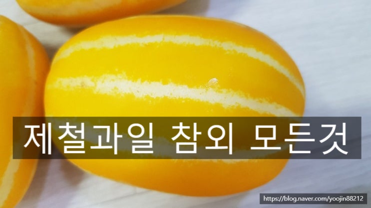  제철과일 참외의 효능 칼로리 보관법 모두 알아보기