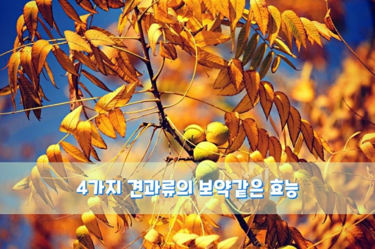 4가지 견과류의 보약같은 효능