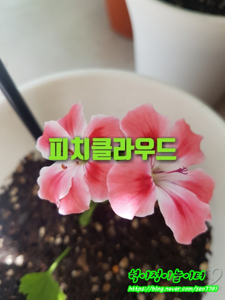  제라늄 캔디플라워 피치클라우드꽃