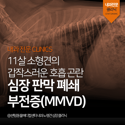  [심장전문진료] 강아지 심장 이첨 판막 폐쇄 부전증(MMVD) (폐수종 응급 전문 동물병원)