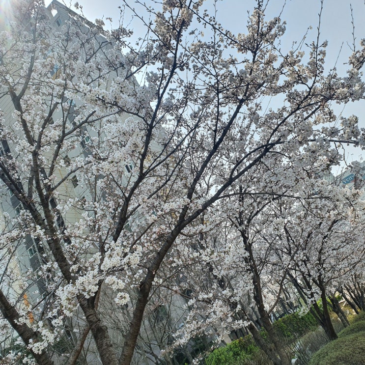 2020 봄 벚꽃 사진