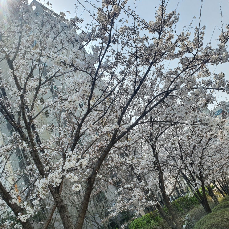  2020 봄 벚꽃 사진
