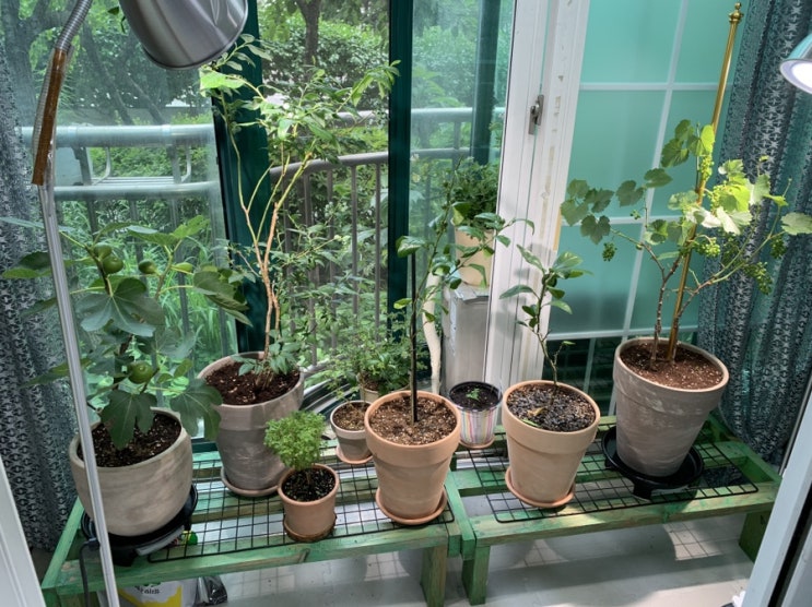  황금레몬나무 귤나무 무화과나무 블루베리나무 그리고 머루포도 나무 키우기_세번째