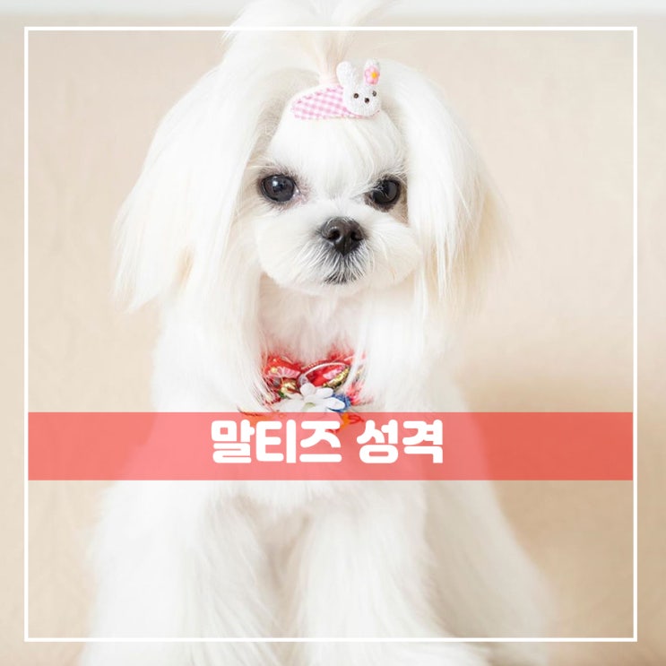  말티즈 성격 내가제일잘나가