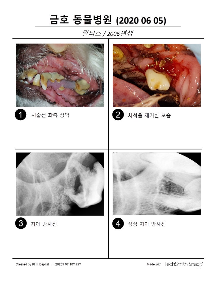  광주 강아지 치과 - 노령견 발치 및 치아 통증 증상