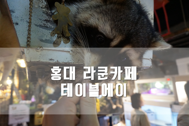  홍대 라쿤카페 ] 테이블에이 : 고양이 미어캣이 반겨주는 홍대 이색카페