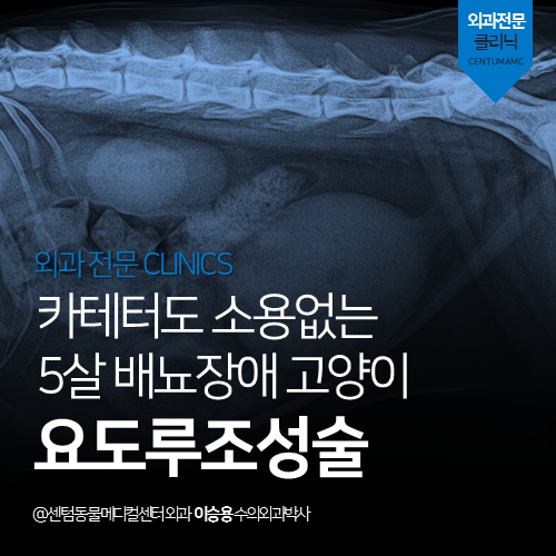  [일반외과] 요도루조성술 - 카테터도 소용없는 5살 배뇨장애 고양이 (고양이 수술 잘하는 동물병원)