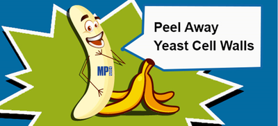  [할인행사] Zymolyase (Yeast lytic enzyme)