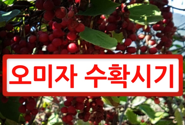  오미자수확시기 알아봅니다.