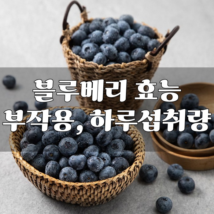 지리산 블루베리 효능 부작용 하루섭취량(feat 무농약)