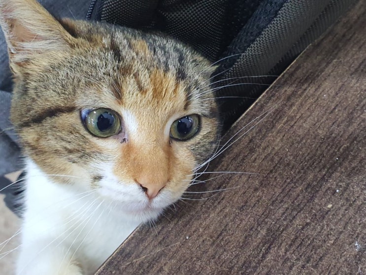  알제리 공항에서 고양이 습격