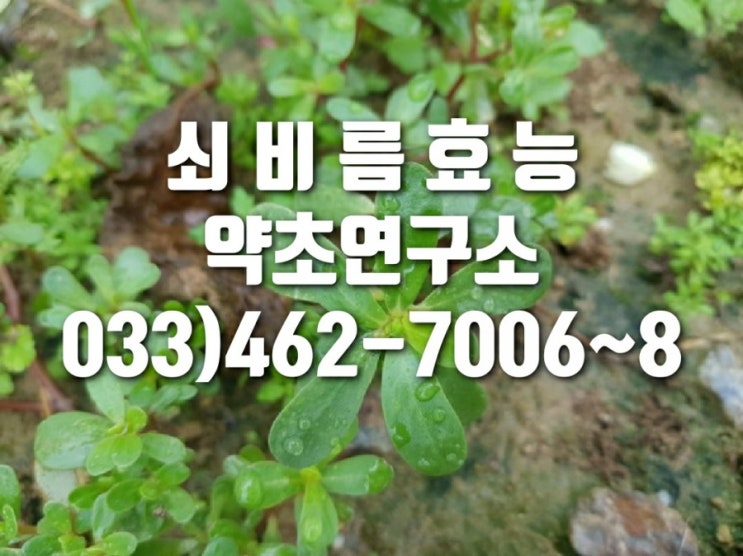  쇠비름 효능