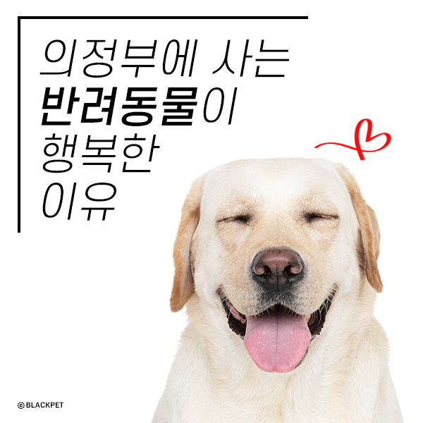  블랙펫 드디어 오픈!
