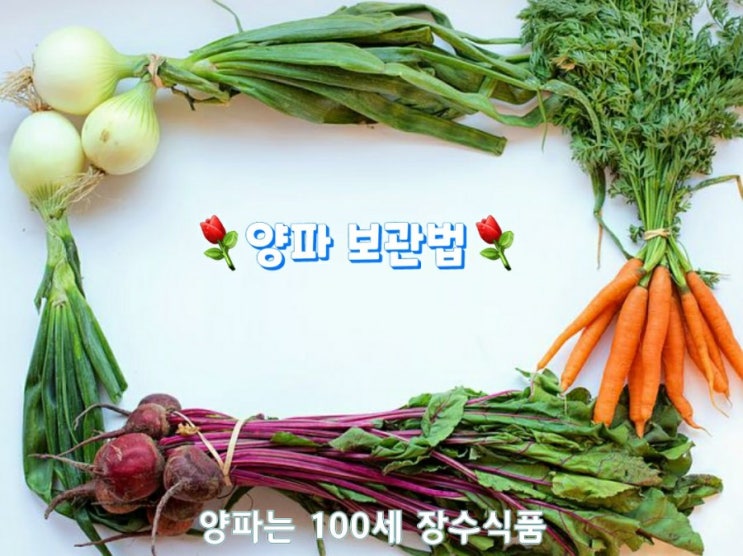 양파는 100세 장수식품