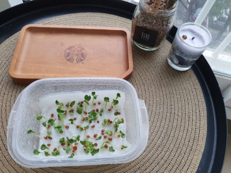  다이소 무순 키우기(진행중)
