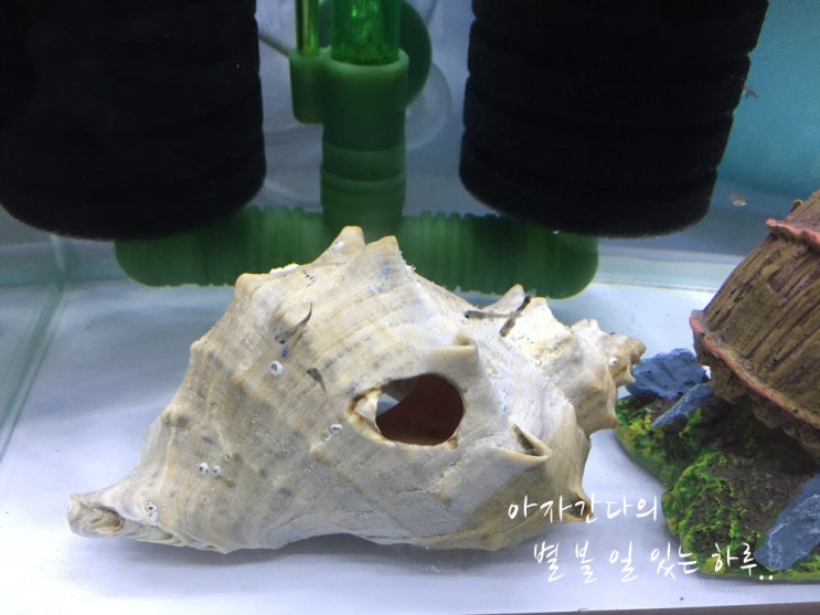  구피 물맞댐 후 이사 완료 백탁현상도 모두 사라 졌습니다.
