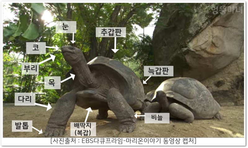 육지거북(땅거북)종류 1편-거북종류와 사이테스 : 네이버 블로그