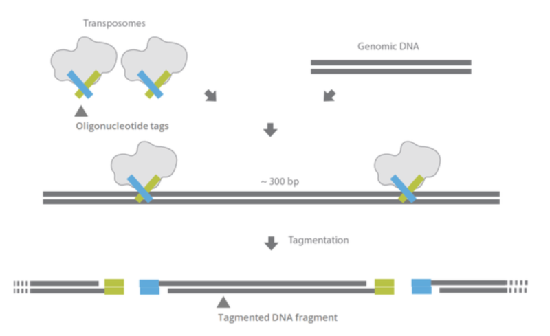 library amplification Truseq vs Smartseq : 네이버 블로그