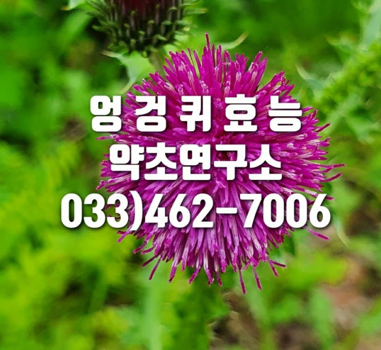  엉겅퀴 효능