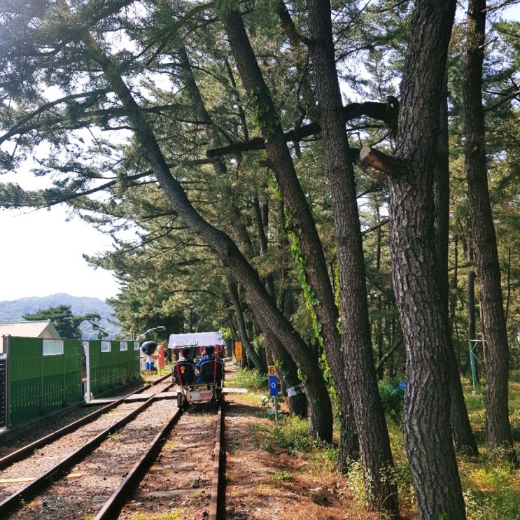  삼척 해양 레일바이크를 타다