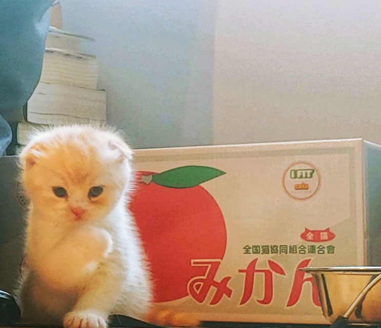  장화신은 고양이 루나를 처음 만난 날