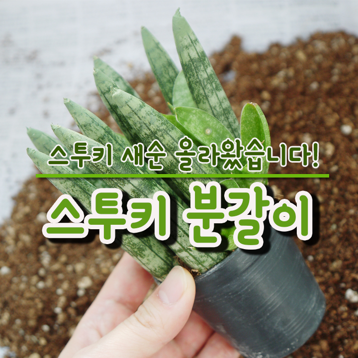  스투키 새순 분갈이하기!