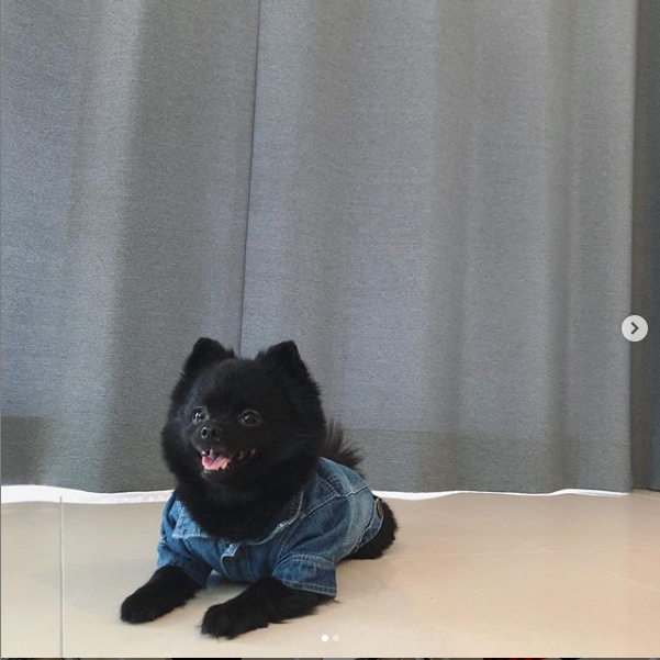  인천 강아지 옷 엄청 이쁘네요 한번 알아보세요 #로로샵