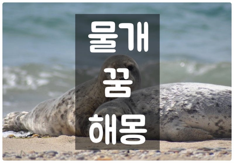 물개나오는 꿈 , 물개 꿈해몽