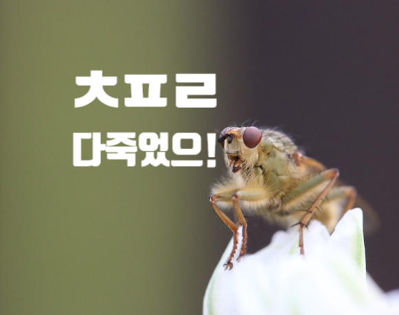 노란 끈끈이 트랩 이런게 있다니!