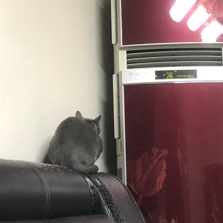  6월11일 고양이 일상