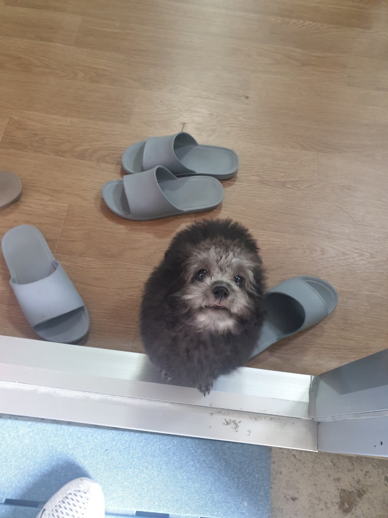 강아지 헥헥거림 이유 알아봐요 : 네이버 블로그