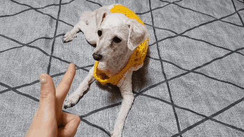 [강아지간식] 구르메펫 : 강아지전복