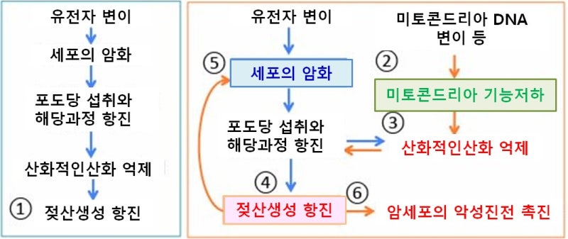 젖산은 암세포의 증식과 전이를 촉진한다: 젖산 링거수액의 주사는 암 전이를 촉진한다? : 네이버 블로그