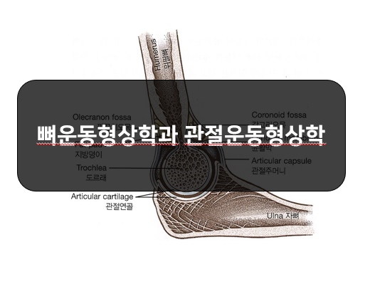  관절운동형상학(arthrokinematic)과 뼈운동형상학(osteokinematic)의 관계!!