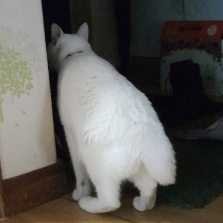  몇 살부터 노령묘로 볼까요?