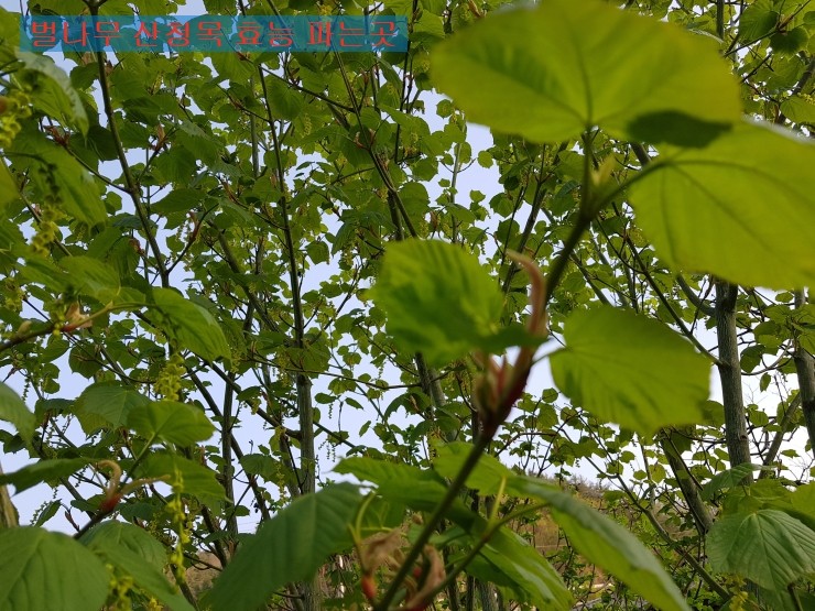 벌나무의 효능, 산청목을 파는 곳을 함께 살펴볼까요? 3