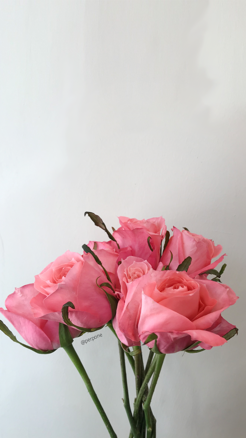 장미 꽃 배경화면 - 그라폴리오에서 다운로드세요 : 네이버 블로그