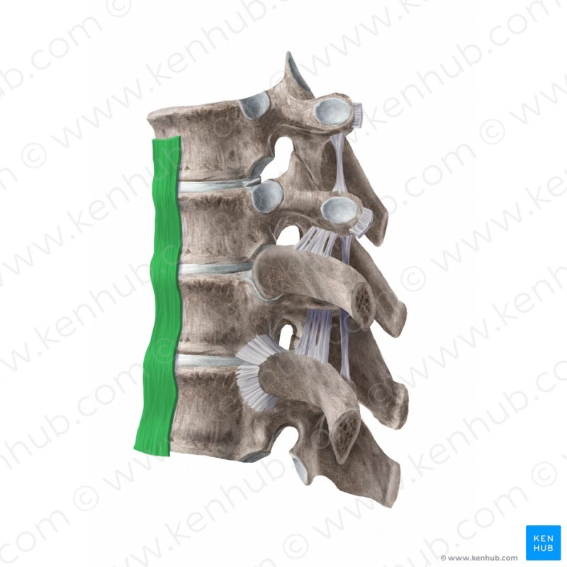 요추(Lumbar Vertebrae)의 개요 및 해부학적 구조 : 네이버 블로그