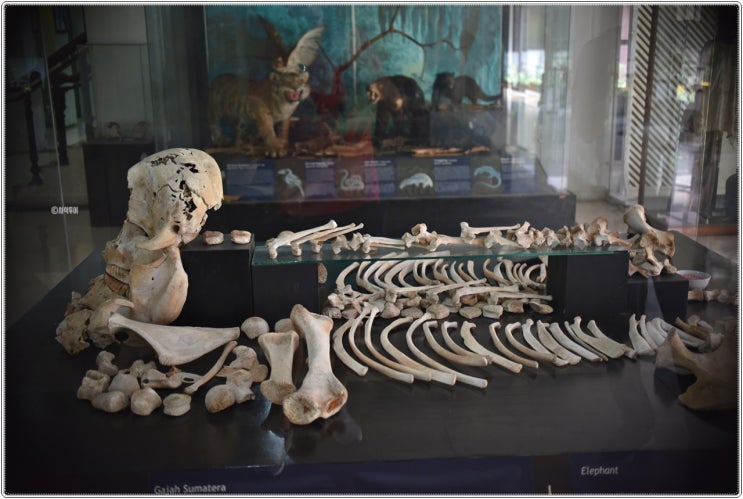  메단여행  북부 수마트라 주립 박물관 (Museum Negeri Provinsi Sumatra Utara)