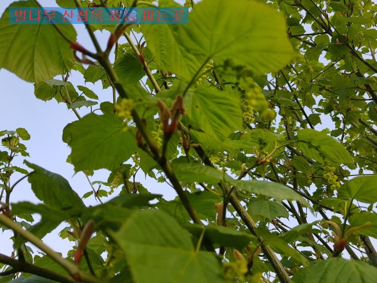 벌나무의 효능, 산청목을 파는 곳을 함께 살펴볼까요? 4