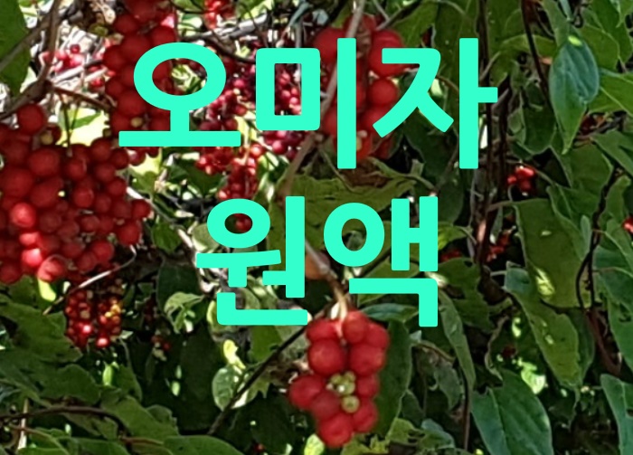  오미자원액 알아봅니다.