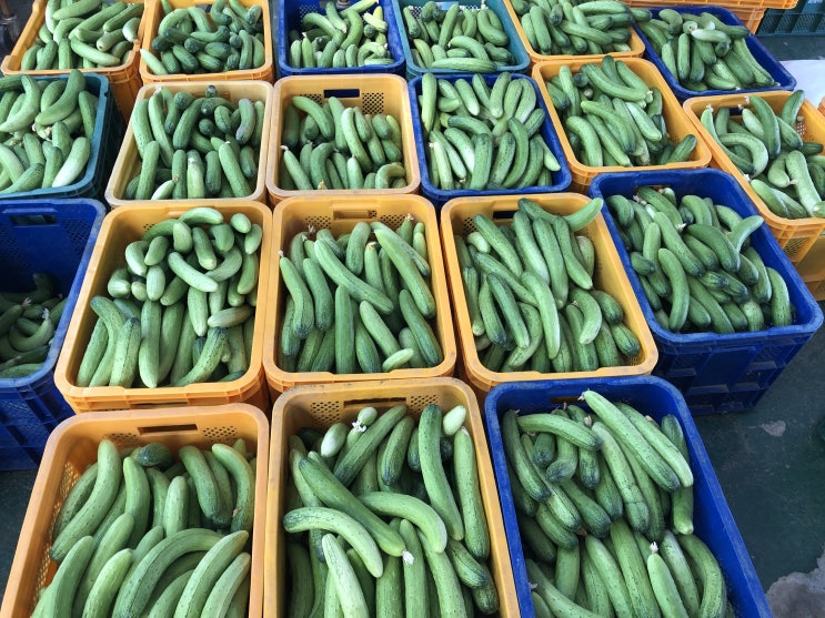  열심히 키운 오이 판매중입니다 (오이지 담그실때 정말 맛있는오이)
